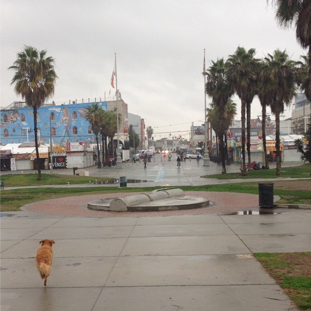 Dog Walk on the Venice Boardwalk